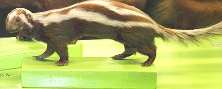 Striped polecat.jpg