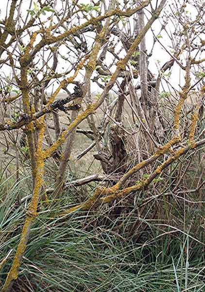 File:Stunted Blackthorn, Dengie seawall - geograph.org.uk - 333466.jpg