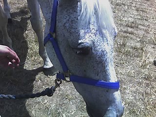 <span class="mw-page-title-main">Subzero (horse)</span> Australian-bred Thoroughbred racehorse