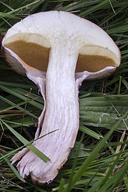 Peronate or sheathed stem of Suillus luteus (cross section)