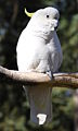 A Sulphur Crested Cockatoo (Cacatua galerita) at Birdwood's school farm day, Mount Crawford forest, South Australia. Bird tame and poses for photos