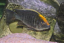 Cichlid Sulfurhead.JPG