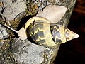 Thumbnail for Sultana (gastropod)