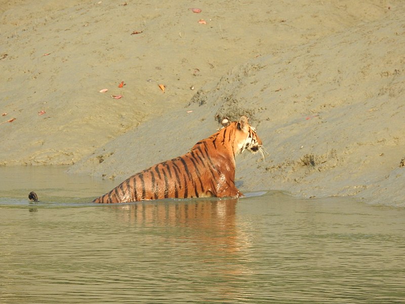 File:Sundarbans Tigress swimming West Bengal 05.jpg