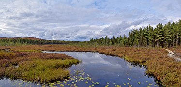 Sunday Creek Bog