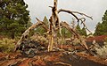 Sunset Crater