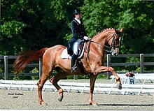 Dressage horse and rider Suzanne Dansby and her horse Cooper in competition.jpg