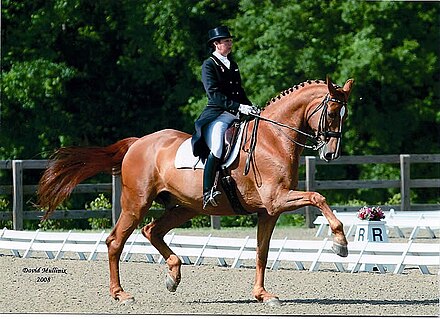 Dressage horse and rider