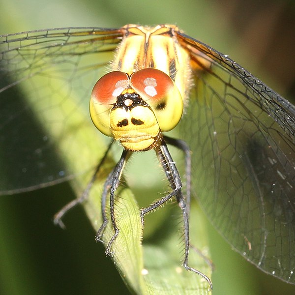 File:Sympetrum eroticum (female head).JPG