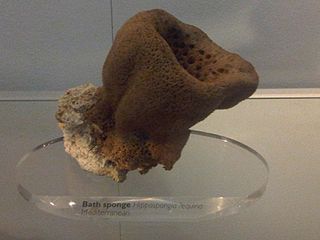 <i>Hippospongia</i> Genus of sponges