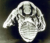 Tadpole shrimp larva 2.jpg