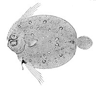 Taeniopsetta radula