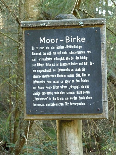 File:Tafel Hinterzartener Moor 1130124 Moor-Birke.jpg