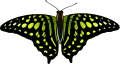 Tailed Jay (Graphium agamemnon)