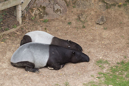 Fail:Tapirus indicus (Tapir de Malaisie) - 450.jpg