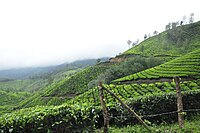 Tea Plants in Munnar hills (മൂന്നാറിലെ തേയിലച്ചെടികൾ)