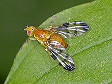 Tephritidae - Trypeta zoe.jpg 