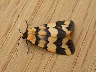 <i>Termessa zonophanes</i> Species of moth