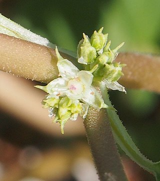 <i>Tetragonia eremaea</i> Species of succulent