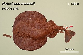 <i>Tetronarce macneilli</i> Species of cartilaginous fish