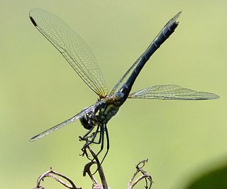 <i>Thalassothemis marchali</i> Species of dragonfly