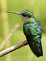   female at Rara Avis, Costa Rica