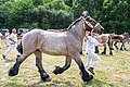 The “Pikkeling”, harvest and folklore festival. Side activities. 34