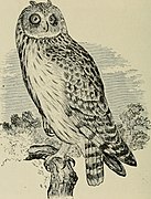 Category:Asio flammeus (illustrations) - Wikimedia Commons