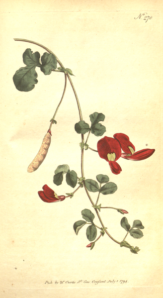 File:The Botanical Magazine, Plate 270 (Volume 8, 1794).png