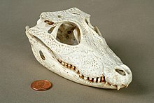 Skull from the collection of the Children's Museum of Indianapolis The Childrens Museum of Indianapolis - Dwarf crocodile.jpg