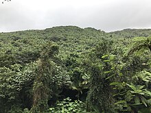 Skyline of the Sierra palm tree forest in El Yunque National Forest from a trail. The El Yunque Rain Forest.jpg