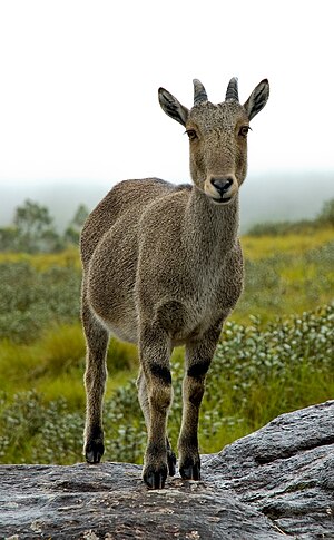 The Nilgiri Tahr.jpg