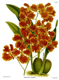 plate 104 Oncidium forbesii Gomesa forbesii