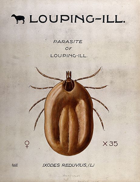 File:The bandicot tick (Ixodes reduvius), vector of the louping-i Wellcome V0022563.jpg