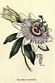 The botanic garden (Plate 1) - Passiflora caerulea.jpg