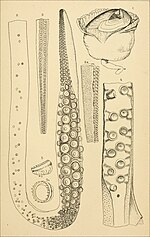 Thumbnail for File:The cephalopods of the north-eastern coast of America (1880-81) (20400513100).jpg