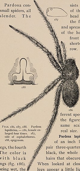 Pardosa lapidicina