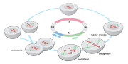 Thumbnail for File:The events of the eukaryotic cell cycle.svg