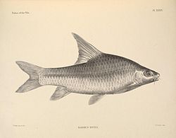 Barbus Bynni: Hábitat, Distribución geográfica, Bibliografía