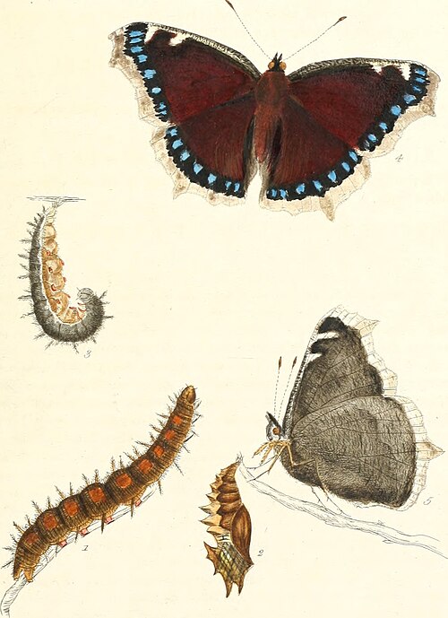 Illustration from The Papilios of Great Britain