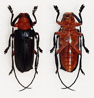<i>Thermonotus nigripennis</i> Species of beetle