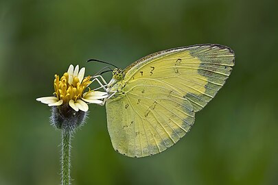 Three-spot grass yellow Eurema blanda Thailand