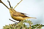 Thumbnail for Tickell's leaf warbler