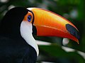 Toco toucan Parque das Aves.jpg