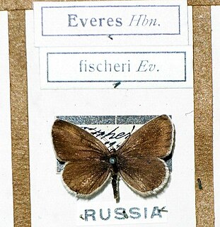 <i>Tongeia fischeri</i> Species of butterfly