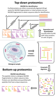 Thumbnail for Top-down proteomics