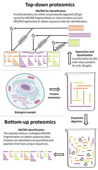 <span class="mw-page-title-main">Bottom-up proteomics</span>