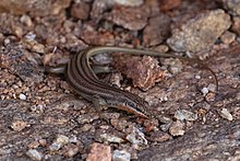 Trachylepis occidentalis (батыстың үш жолақты терісі) -1602 (26174362715) .jpg