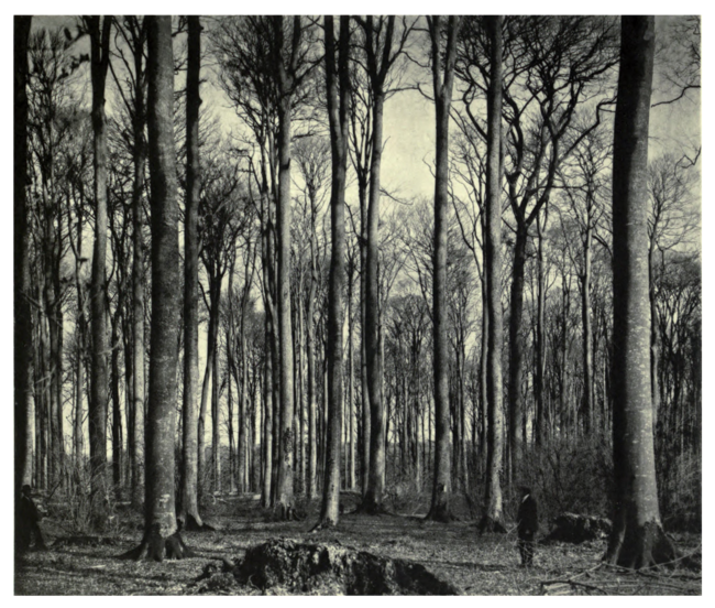 Plate 6: Beech wood at Slindon