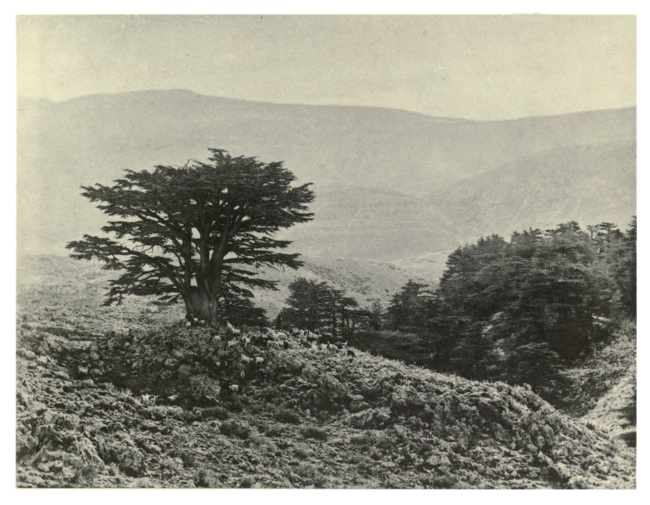 Plate 127: Cedar on Mount Lebanon